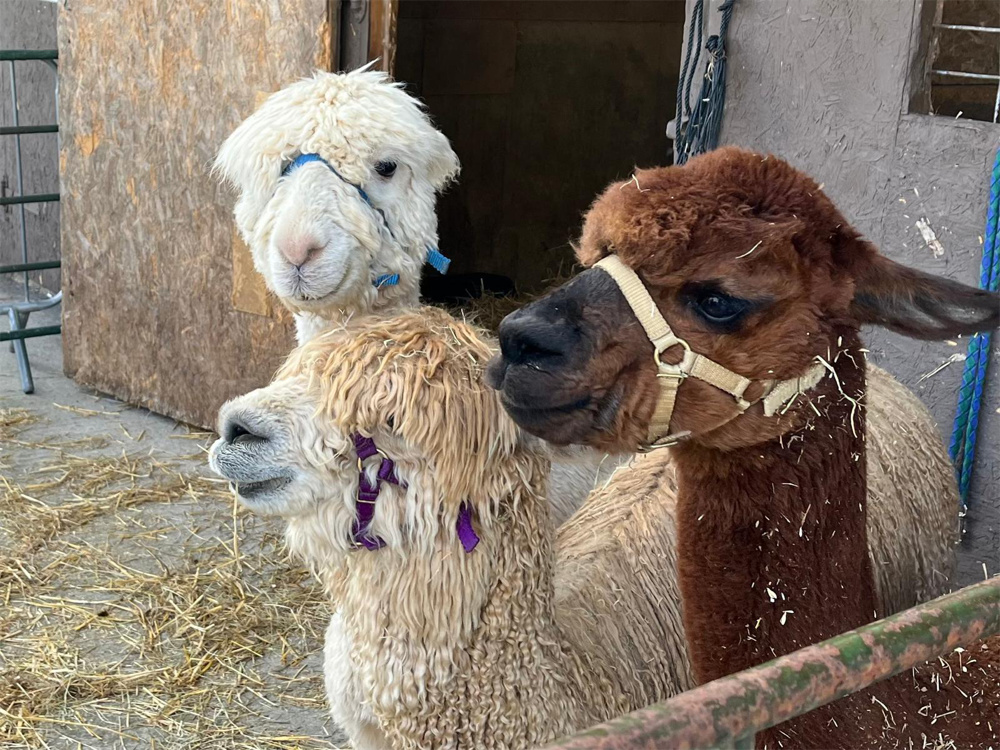 Alpacas for April