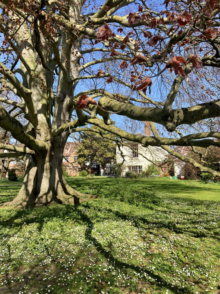 Copper Beech at Tewkesbury Abbey