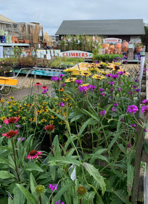 Dundry Nurseries